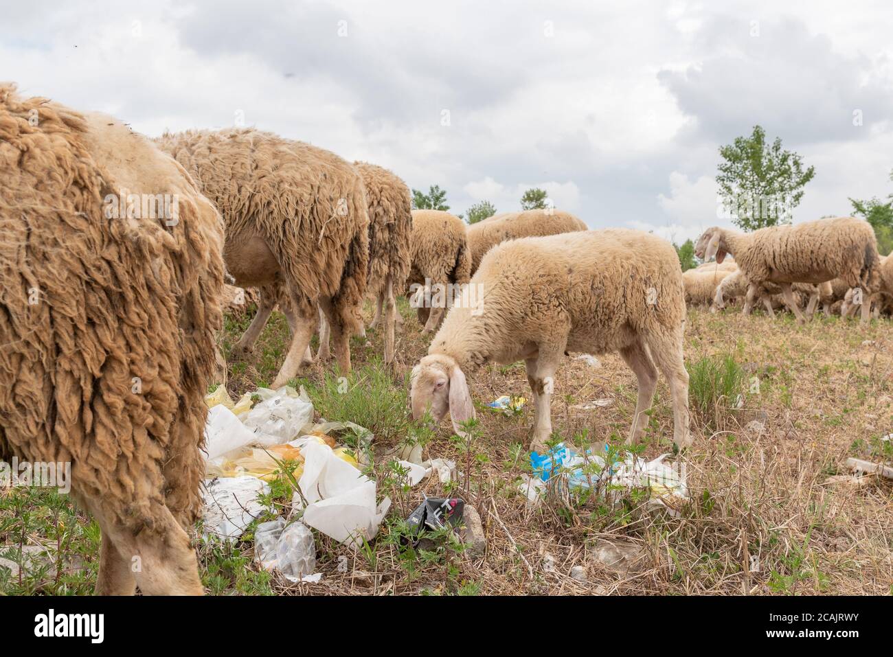 Pecora che pascolano in un prato pieno di immondizia. Concetto di inquinamento ambientale, pericolo per gli animali. Salviamo il mondo. Foto Stock