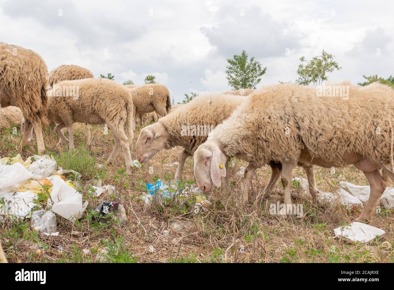 Pecora che pascolano in un prato pieno di immondizia. Concetto di inquinamento ambientale, pericolo per gli animali. Salviamo il mondo. Foto Stock