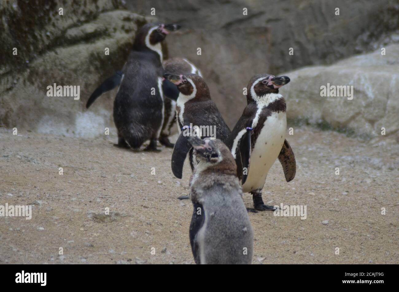 Pinguini felici Foto Stock