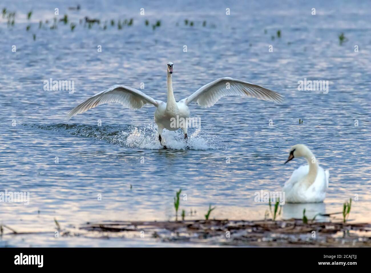 White Swan Landing sull'acqua Foto Stock