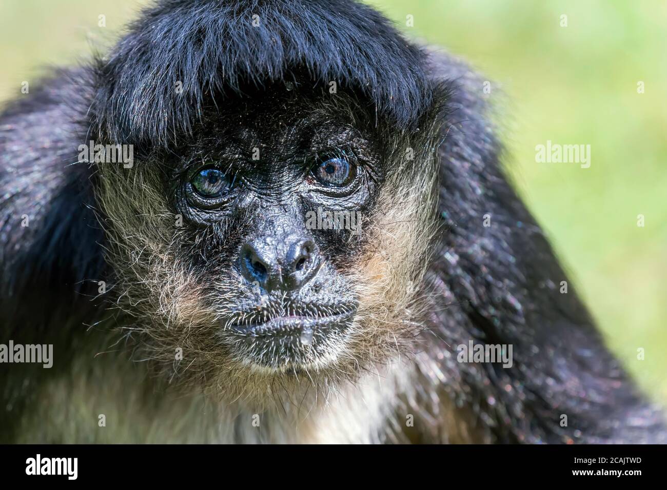 Ritratto di Geoffroy Spider Monkey (Ateles geoffroyi) Scimmia ragno con mano nera Foto Stock