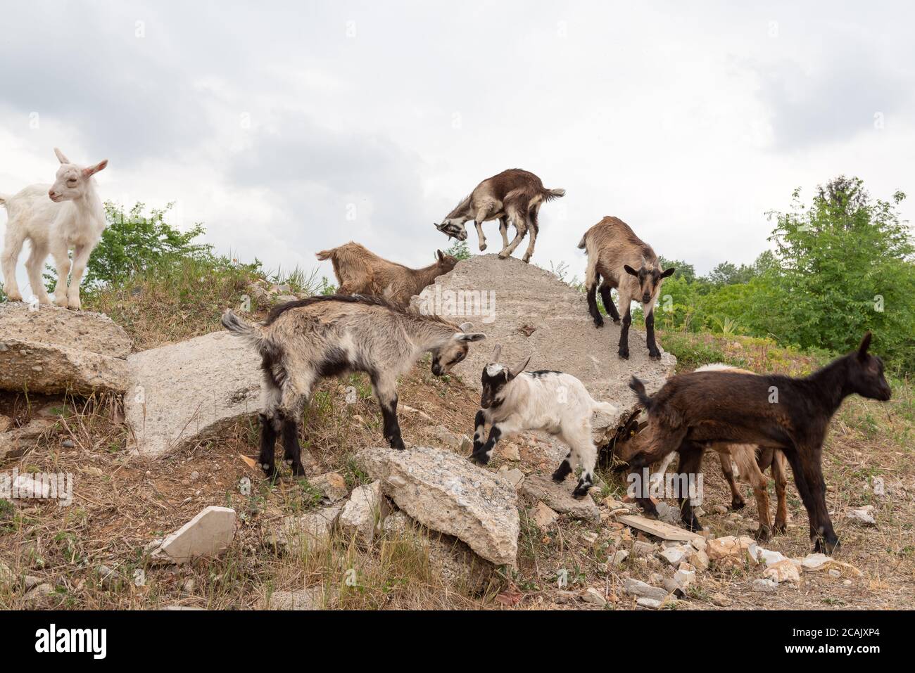 Cuccioli di capra che giocano sulle rocce. Pecore e capre che pascolano in  un prato di montagna Foto stock - Alamy