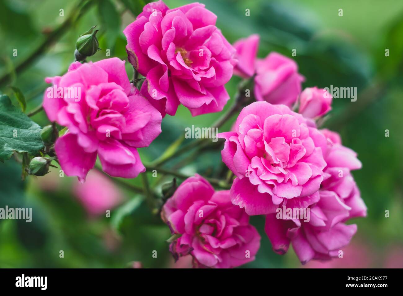 Giardino fiorito, cespuglio di rose rosa, carta da parati natura estiva, sfondo floreale, motivo. Il concetto di giardinaggio, decorazione floreale del parco Foto Stock