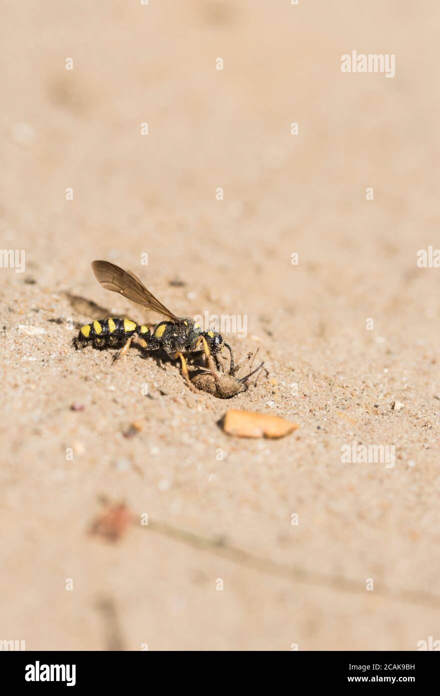 Digger Wasp con coda di sabbia (Cerceris arenaria) con la preda del nido Foto Stock
