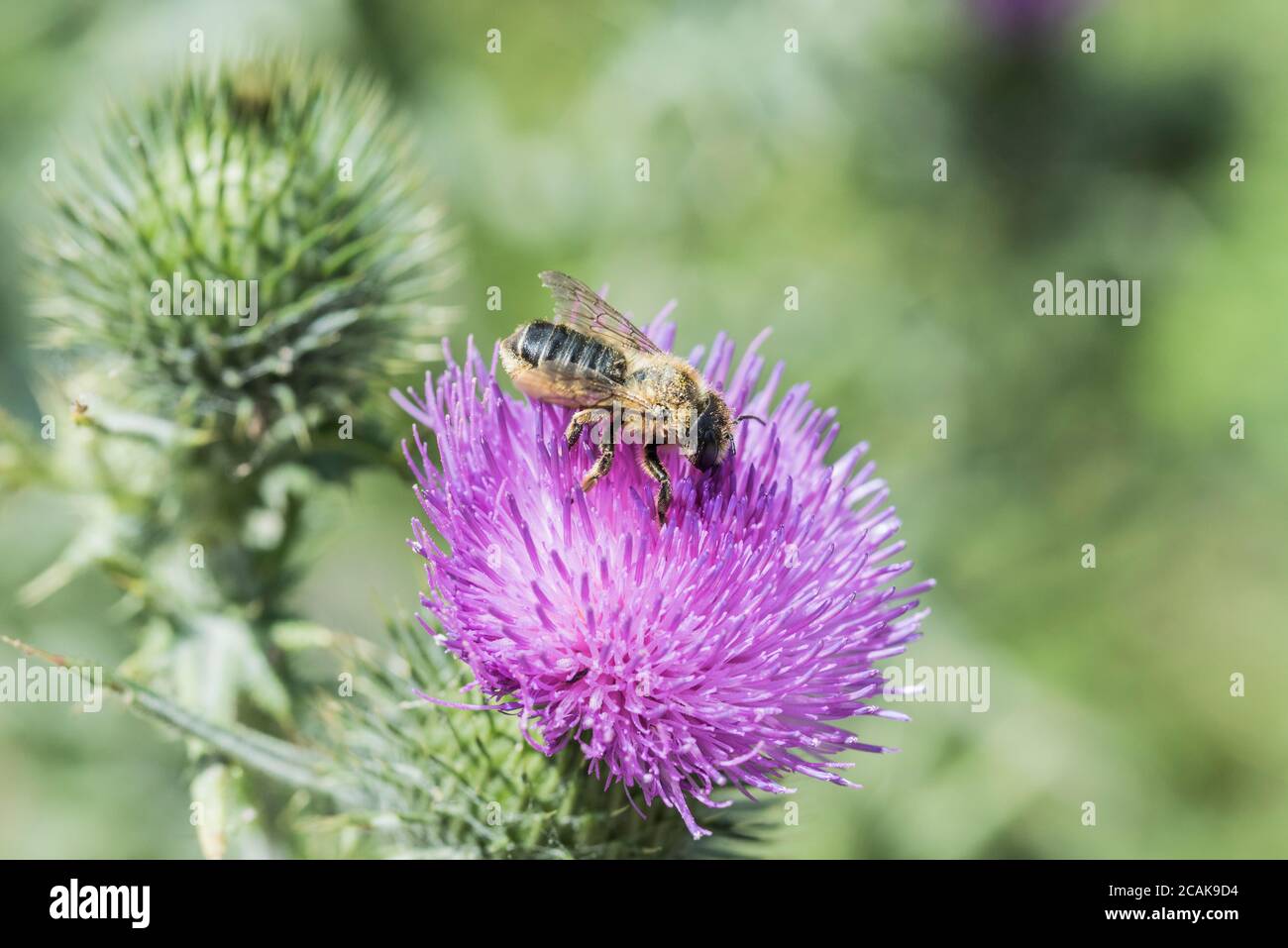 Alimentazione di patchwork Leafcutter Bee (Megachile centuncularis) Foto Stock