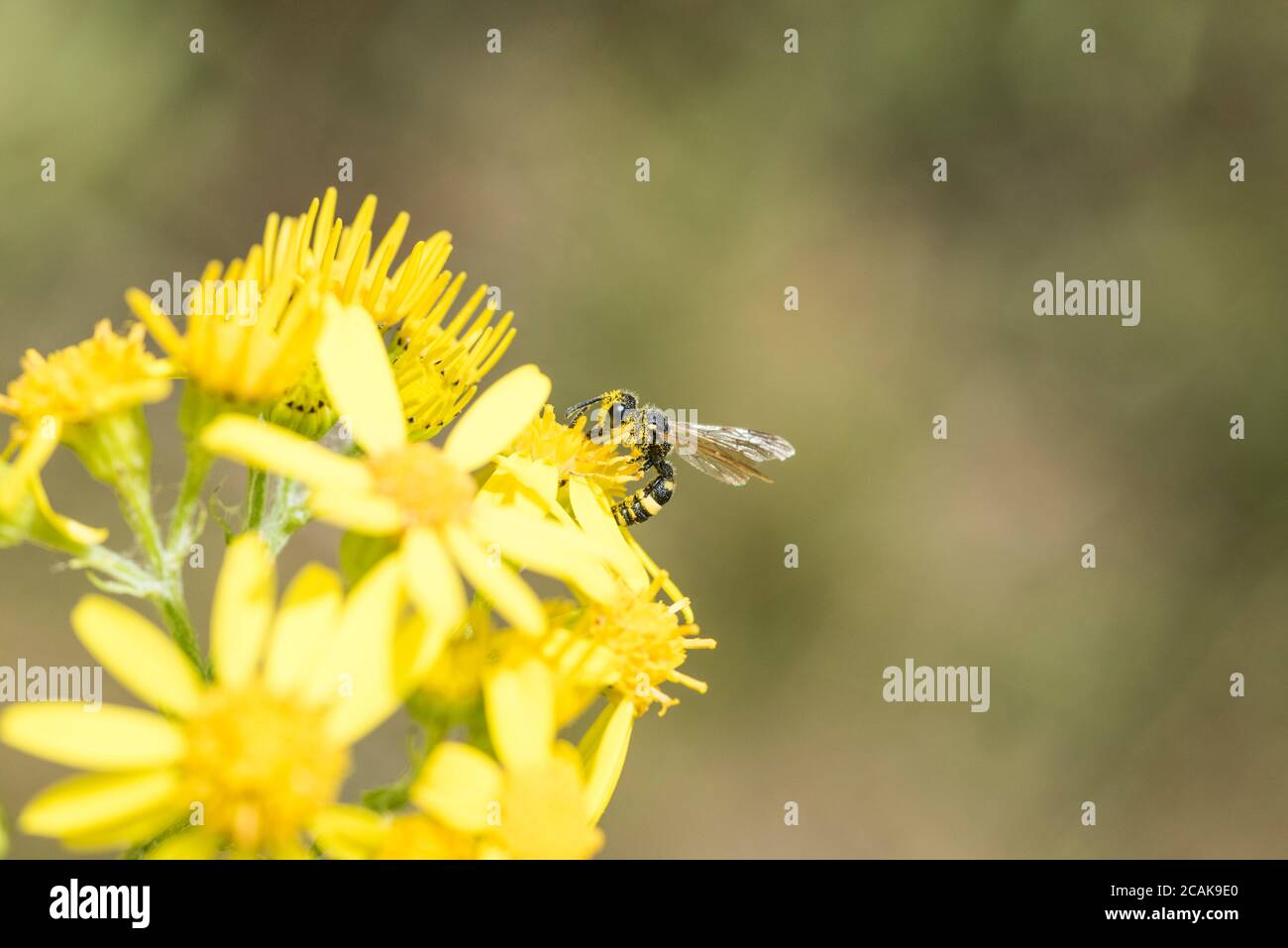 Vista laterale di un Digger Wasp ornato con coda (Cerceris rybyensis) Alimentazione su Ragwort Foto Stock