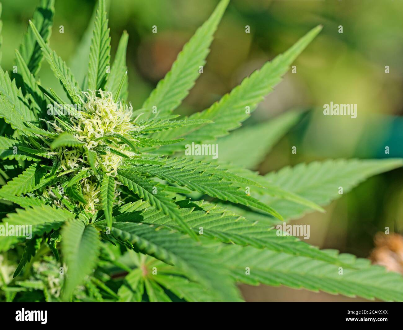 Pianta di canapa, cannabis sativa, primo piano Foto Stock