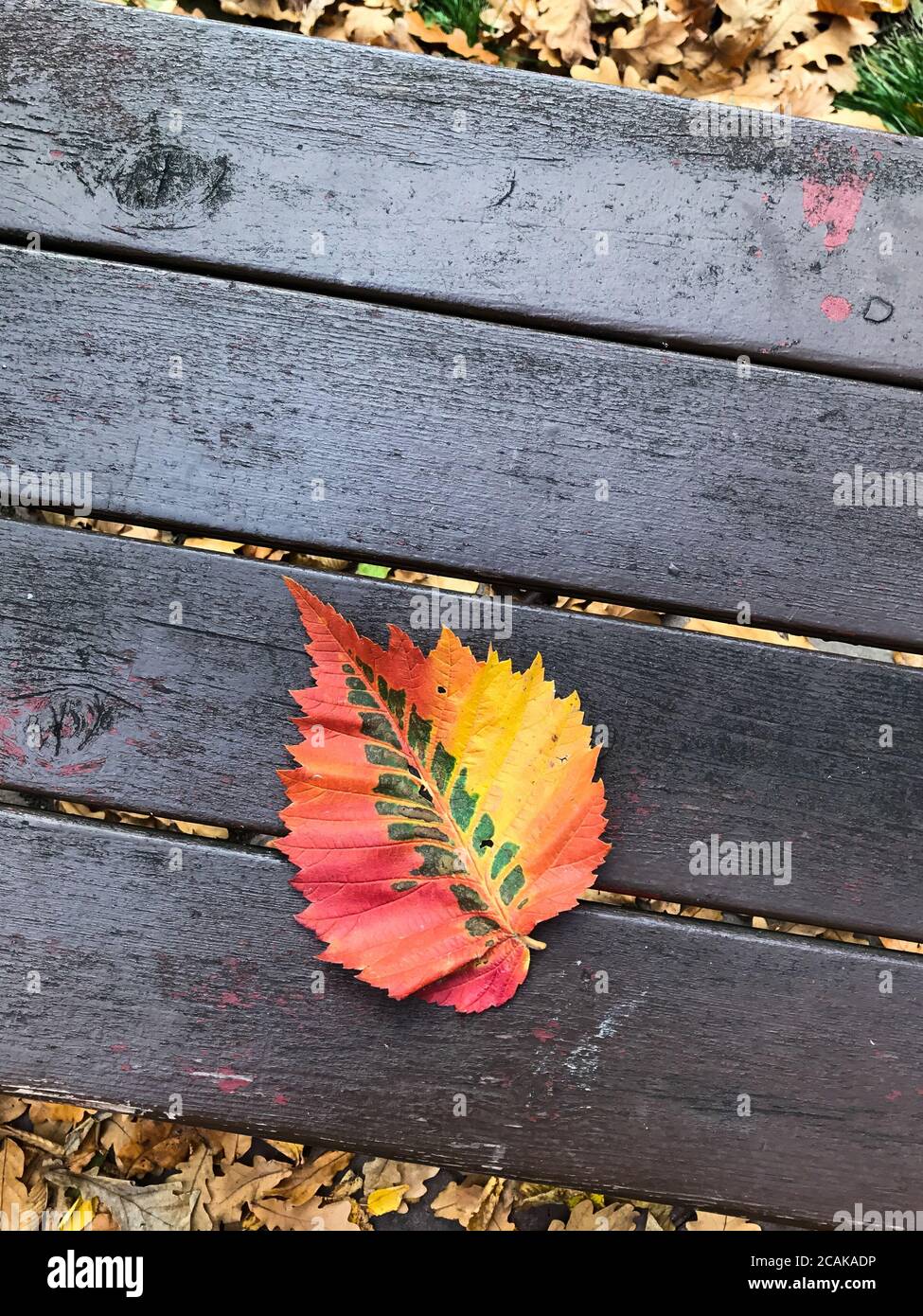 Grande foglia rossa sdraiata su una panchina. Closeup di bella foglia di olmo caduto secco sulle tavole all'aperto. Autunno, stagione, fogliame Foto Stock