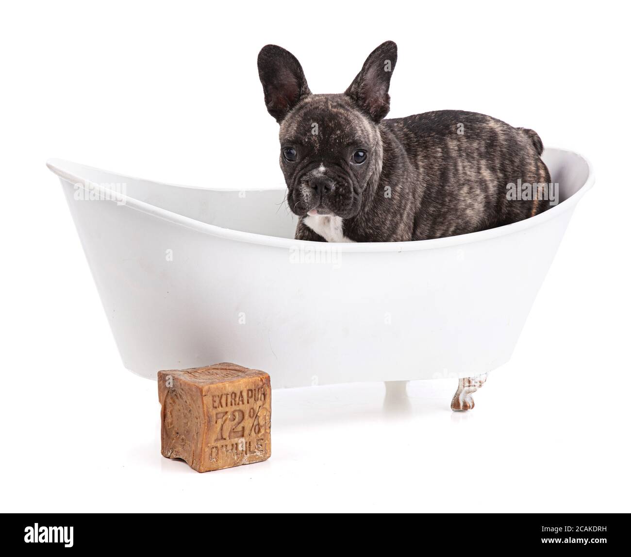 Cucciolo di bulldog francese in vasca da bagno su sfondo bianco Foto stock  - Alamy