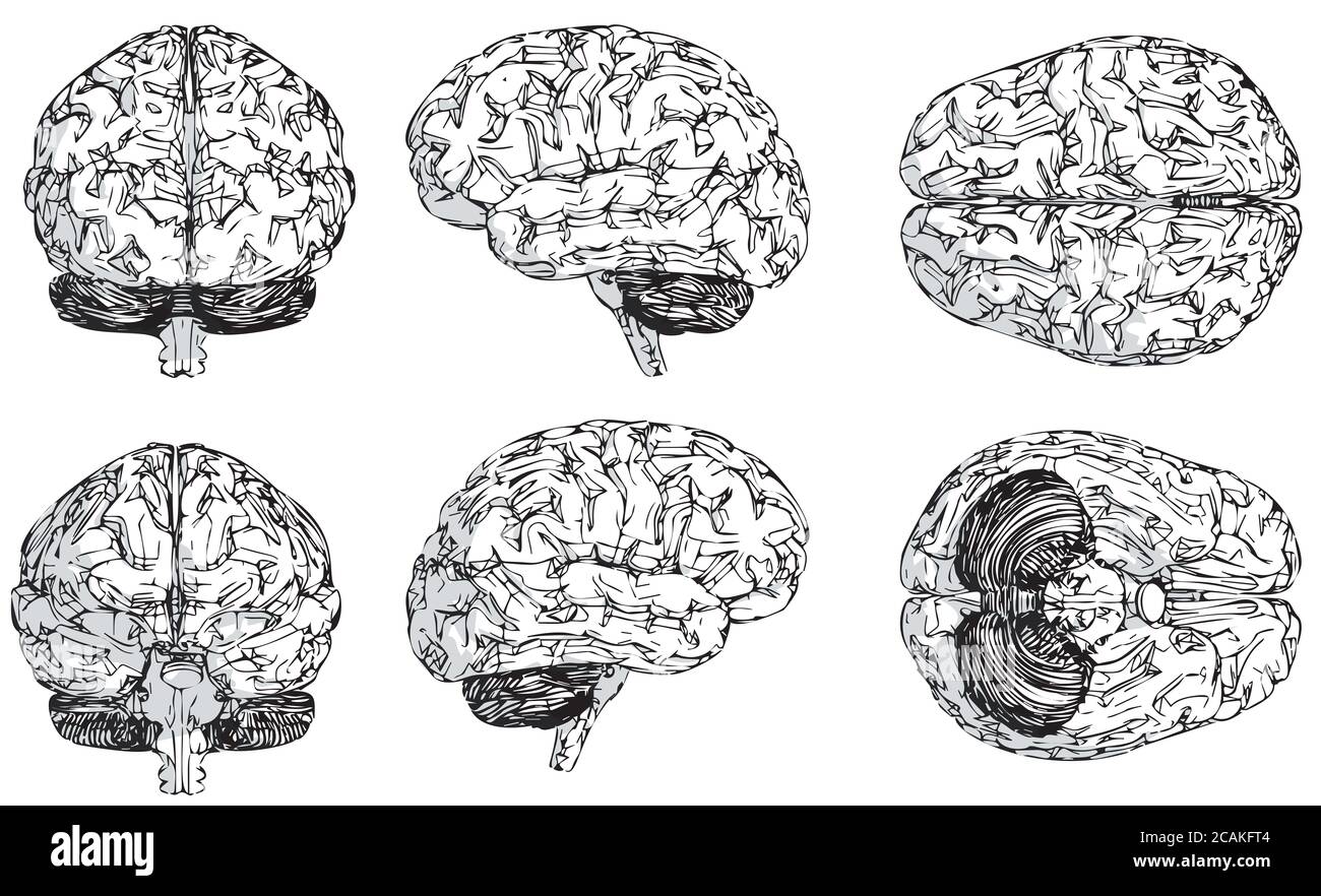 tutte le viste laterali del cervello, illustrazione del cervello disegnata a mano, sei lati del cervello su sfondo bianco Foto Stock