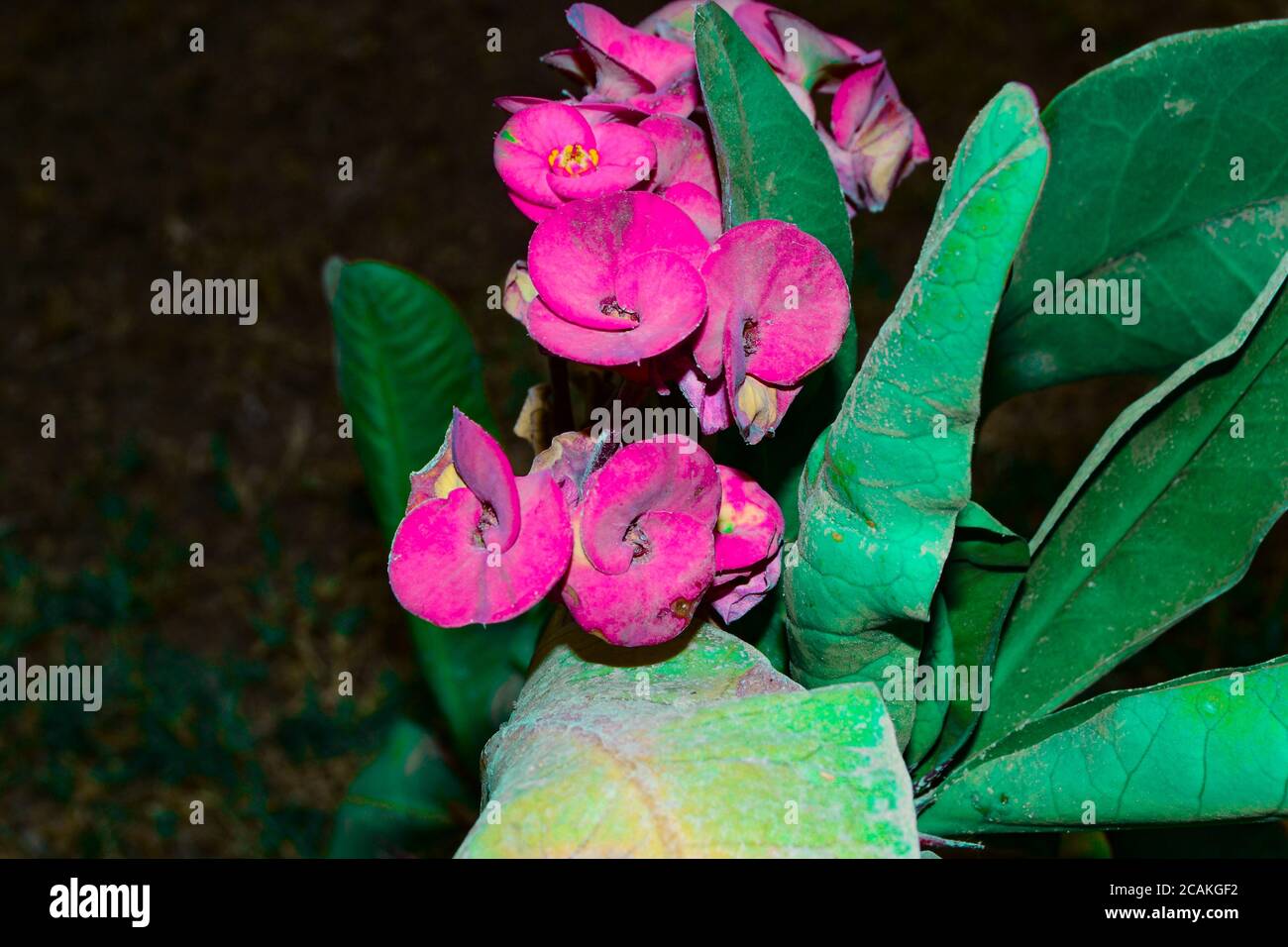 Macro Fotografia della Corona di spine Foto Stock