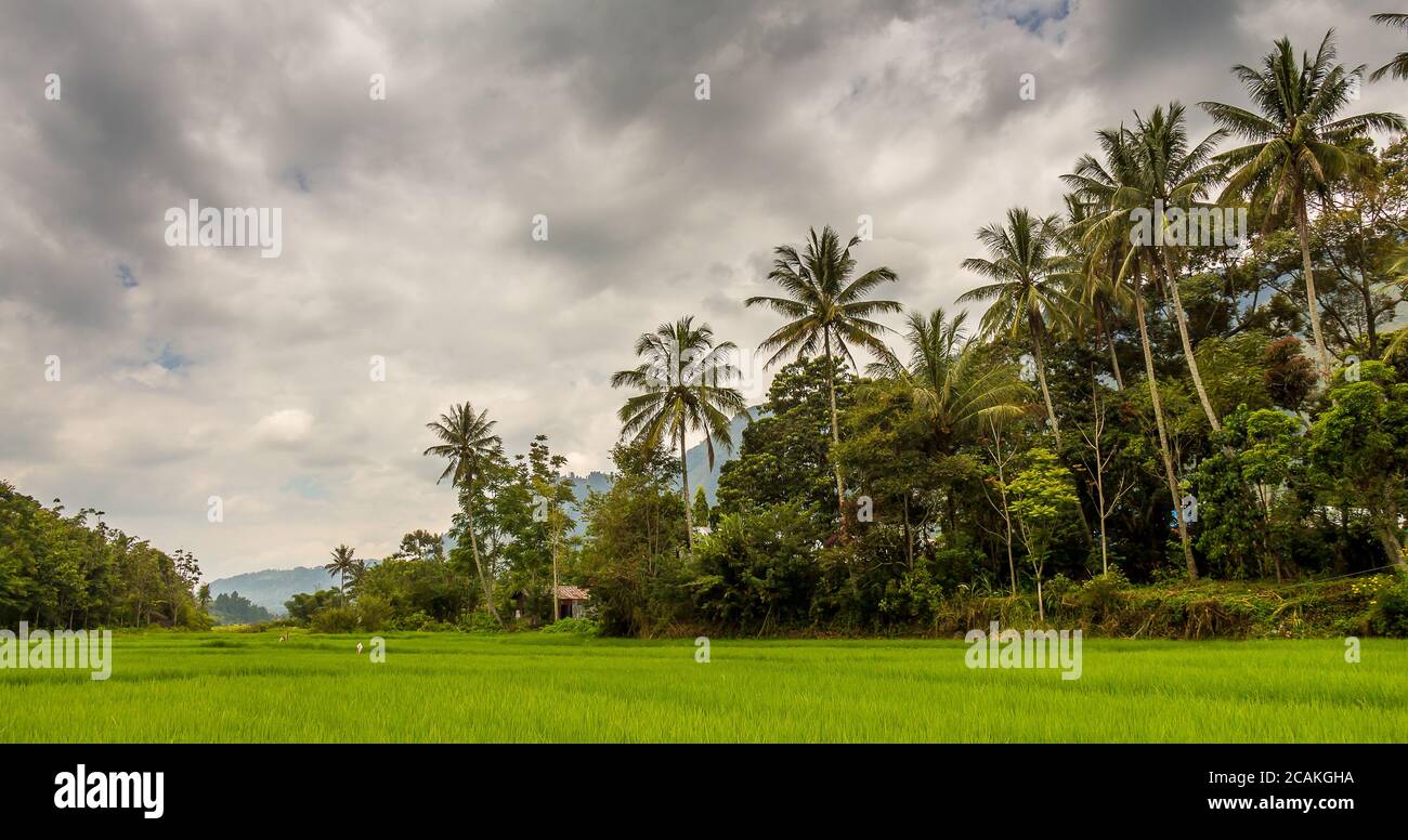 Palme e una lussureggiante risaia verde sull'isola di Samosir, sul lago Toba, Sumatra, Indonesia Foto Stock