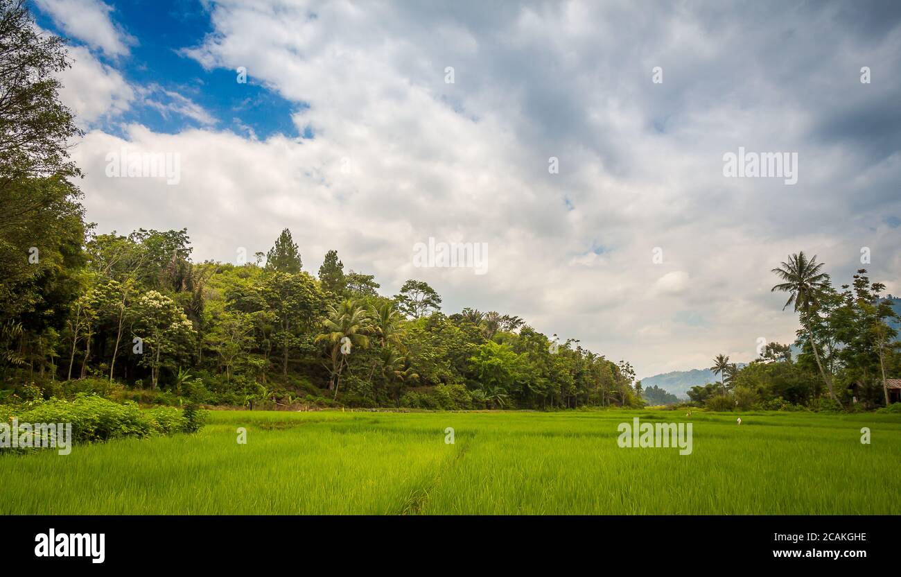 Una risaia verde lussureggiante sull'isola di Samosir, Lago Toba, Sumatra del Nord, Indonesia Foto Stock