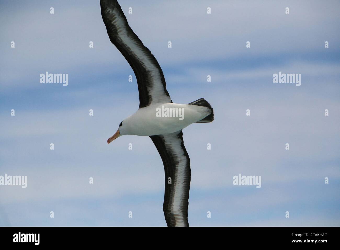 Un albatross bruno nero (Thalassarche melanophris), alias mollymawk bruno nero, che sorvola le acque tempestose del Drake Passage, Antartide. Foto Stock Un albatross bruno nero (Thalassarche melanophris), alias mollymawk bruno nero, che sorvola le acque tempestose del Drake Passage, Antartide. Foto Stock