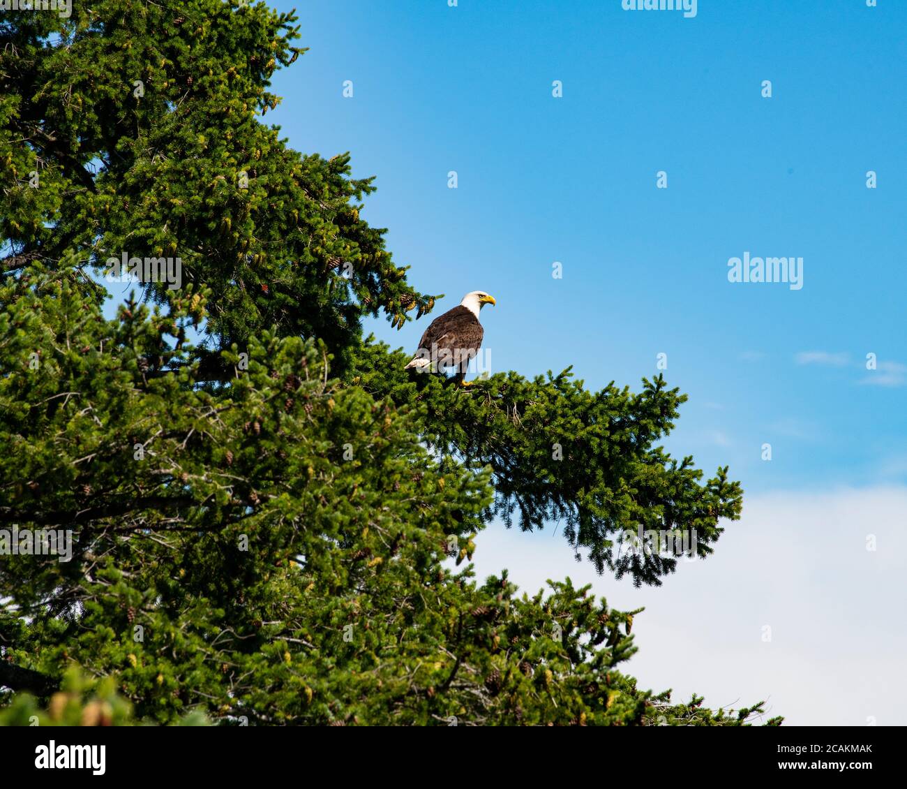 Aquila calva in un albero a Trincomali a North Pender Island, British Columbia, Canada Foto Stock