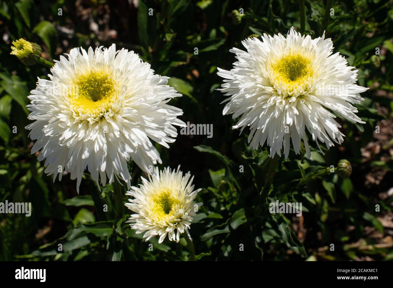 Splendidi fiori illuminano la giornata! Presso la sala della comunità di Pender Island a North Pender Island, British Columbia, Canada Foto Stock