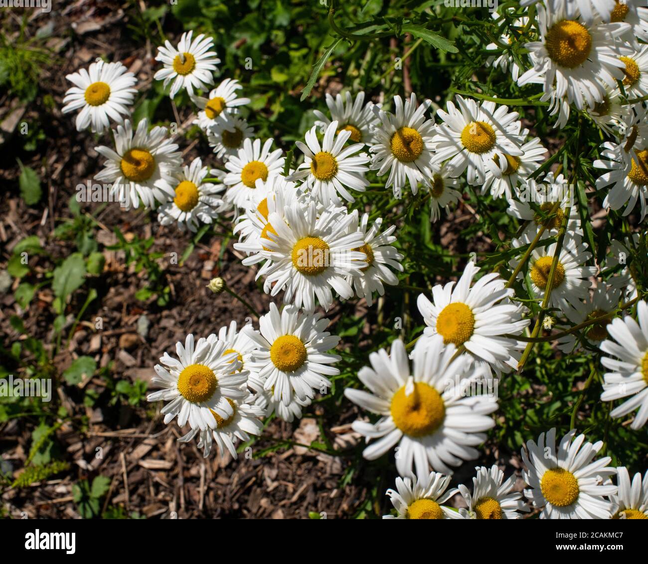 Splendide margherite illuminano la giornata nella sala della comunità di Pender Island a North Pender Island, British Columbia, Canada Foto Stock