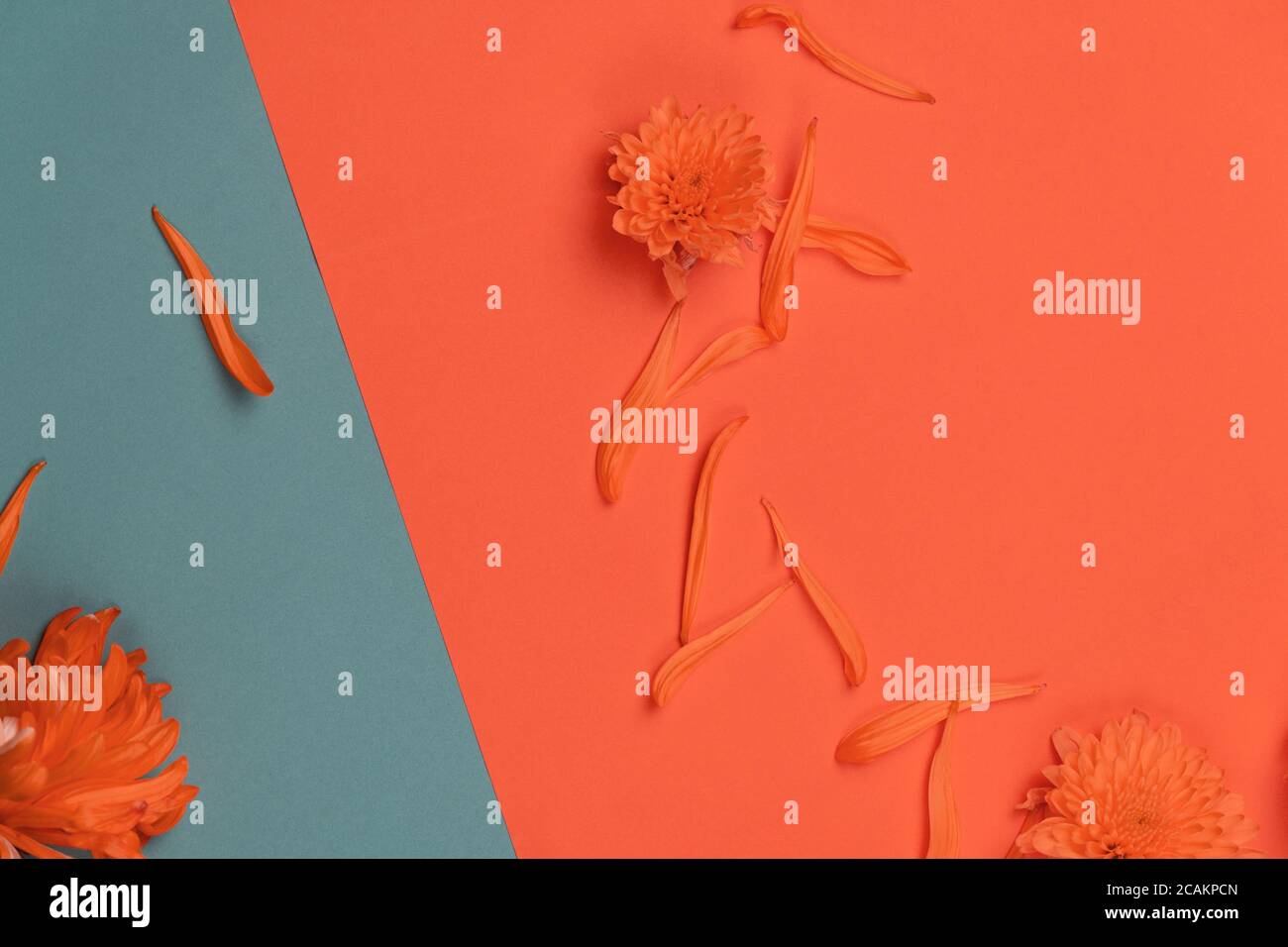 fiore rosso arancio e petalo su carta blu bicolore sfondo moderno dal design naturale Foto Stock