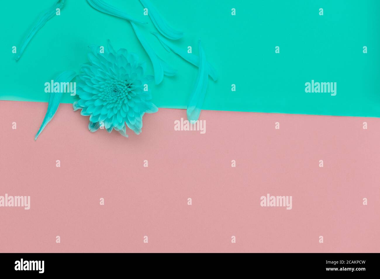 fiore primaverile e petalo in tinta rosa pastello ambiente creativo e moderno Foto Stock