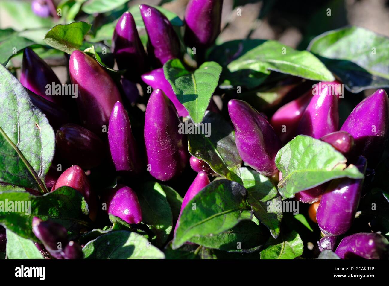 Pianta ornamentale di pepe viola (Capsicum annuum 'Salsa XP'?) Con foglie verdi in un giardino di Glebe, Ottawa, Ontario, Canada. Foto Stock