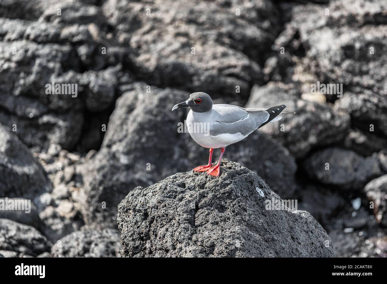 Isole Galapagos a coda di rondine Foto Stock