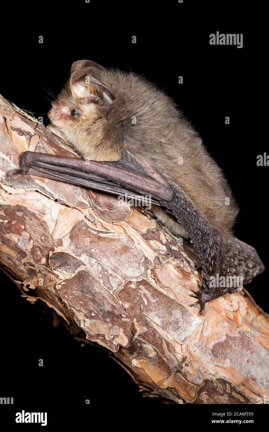 Femmina Gould's Long-eared Bat (Nyctophilus gouldi) sul ramo. Maggio 2010. Hopkins Creek. Nuovo Galles del Sud. Australia. Foto Stock