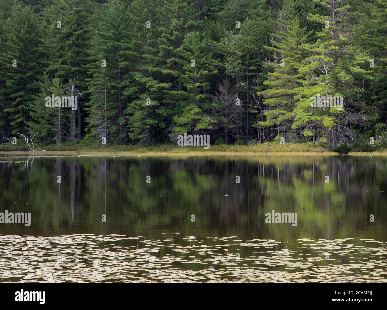 Riflessi di alberi sempreverdi foresta in Ontario ad un laghetto sereno Foto Stock