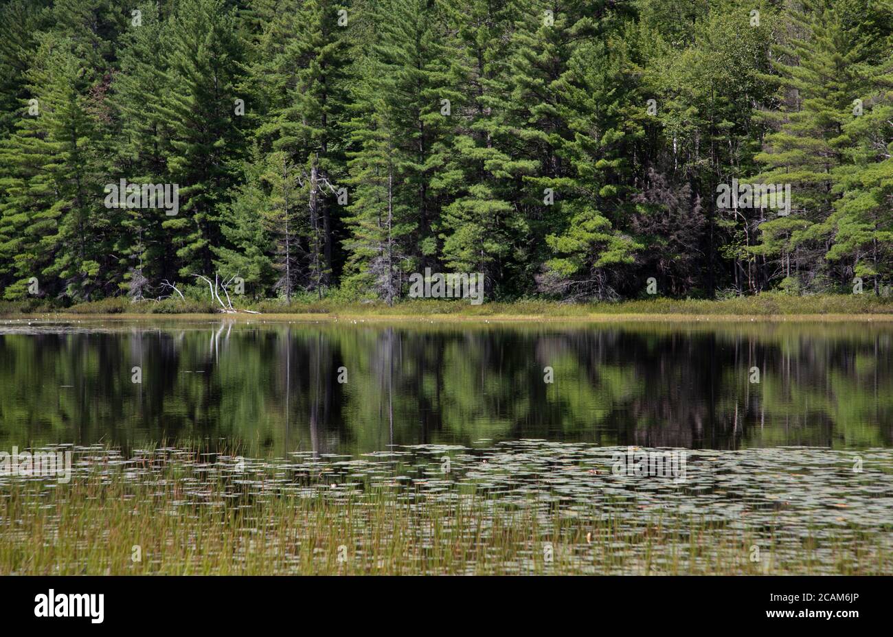 Riflessi di alberi sempreverdi in un laghetto sereno Foto Stock