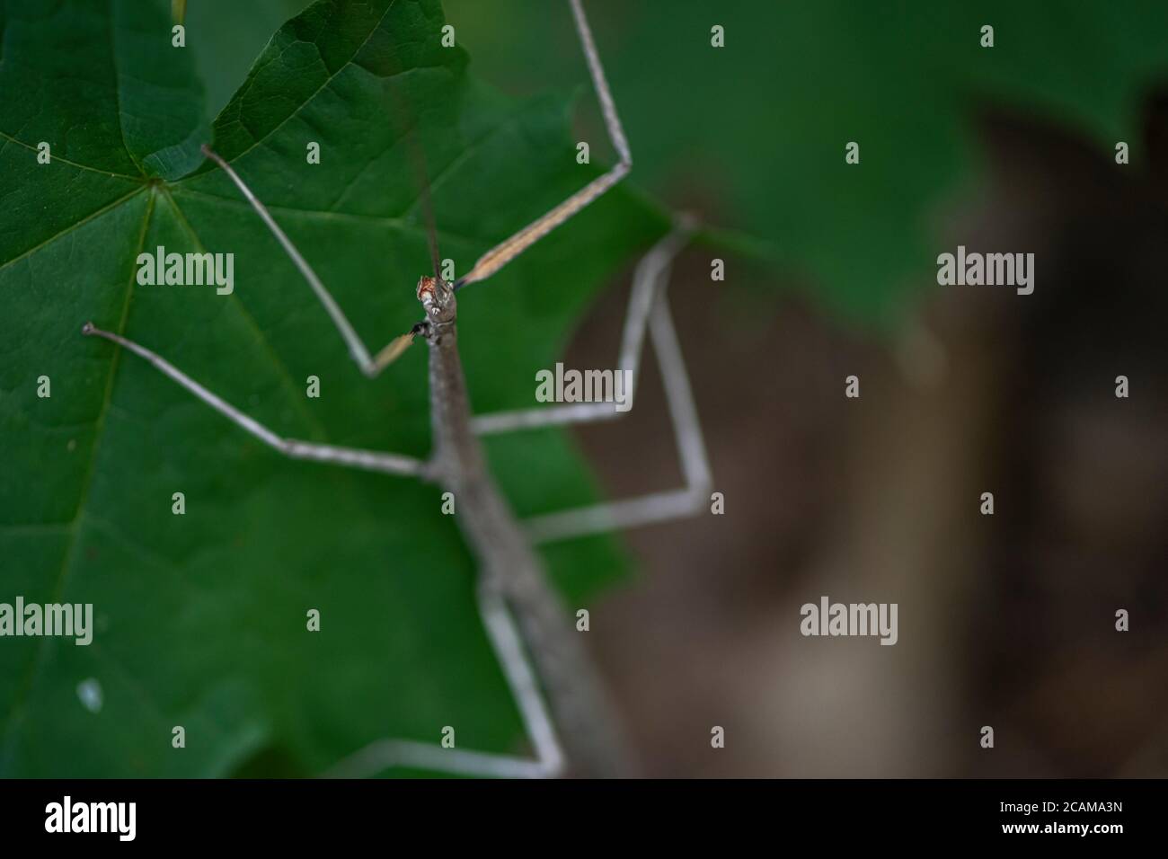 Un walkingstick nord femmina che usa mimicry e camouflage per fondersi nel suo ambiente. Foto Stock