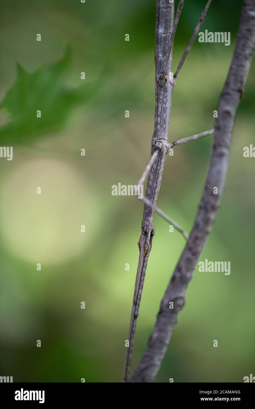 Un walkingstick nord femmina che usa mimicry e camouflage per fondersi nel suo ambiente. Foto Stock