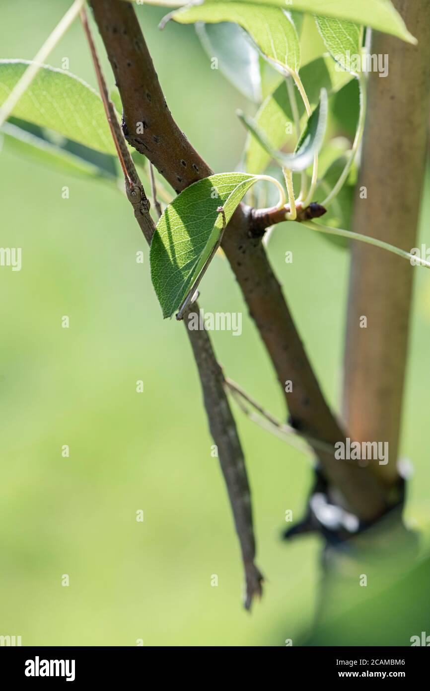 Un walkingstick nord femmina che usa mimicry e camouflage per fondersi nel suo ambiente. Foto Stock