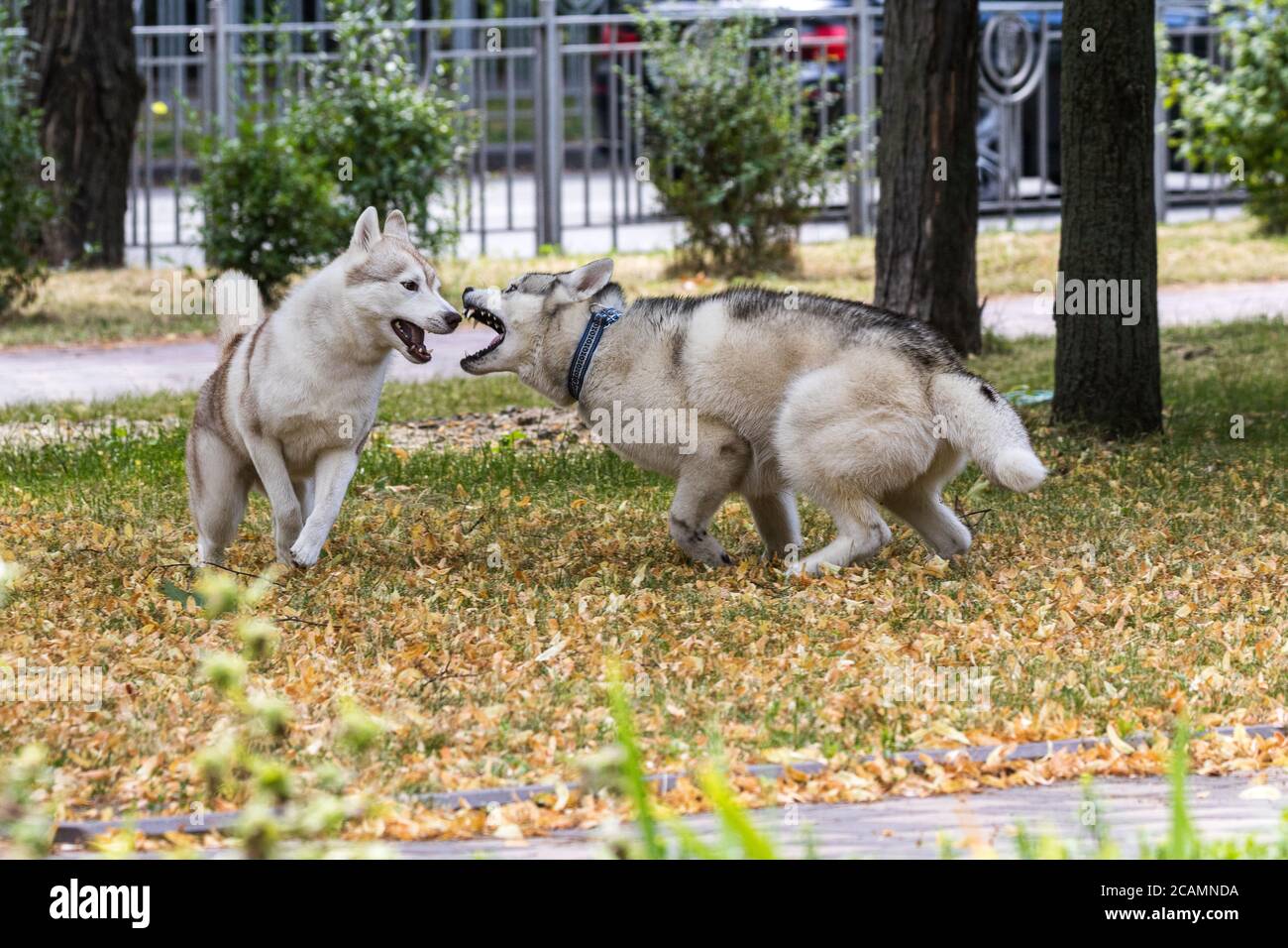 Due grandi e bei cani, gli Husky siberiani, corrono intorno al parco cittadino durante una passeggiata mattutina. Una razza popolare di cane. Animali domestici. Giorno di sole. Primo piano. Foto Stock