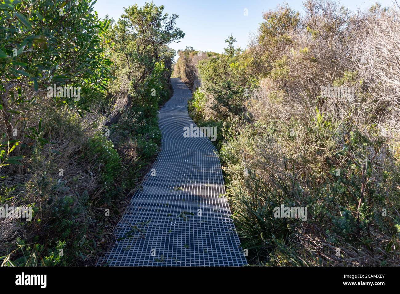 Passeggiata ambientale traccia attraverso il bush nativo su un soleggiato pomeriggio invernale Foto Stock