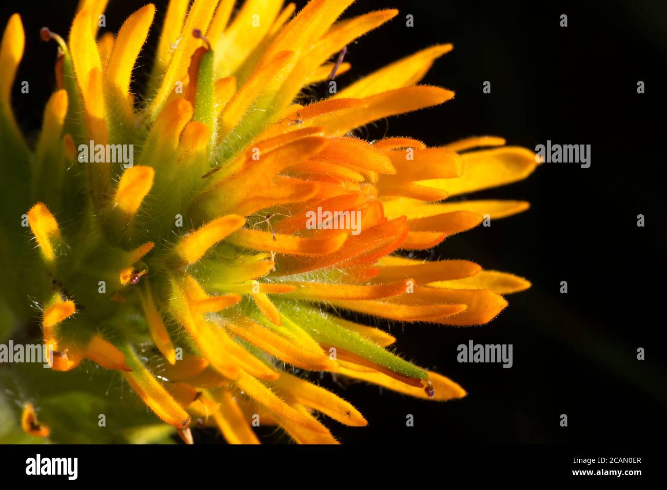 Pennello indiano lungo East Moraine Trail, Wallowa County, Hells Canyon National Scenic Byway, Oregon Foto Stock