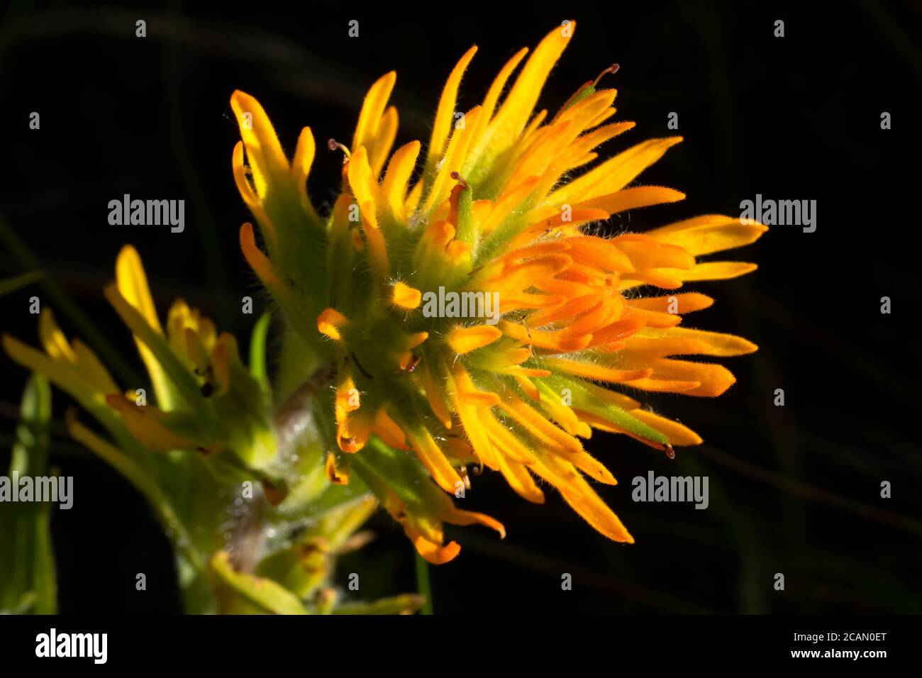 Pennello indiano lungo East Moraine Trail, Wallowa County, Hells Canyon National Scenic Byway, Oregon Foto Stock