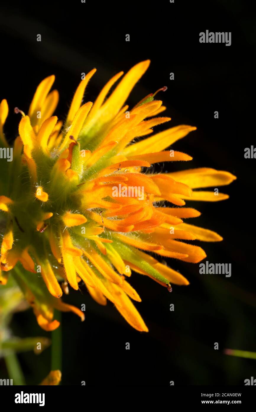 Pennello indiano lungo East Moraine Trail, Wallowa County, Hells Canyon National Scenic Byway, Oregon Foto Stock