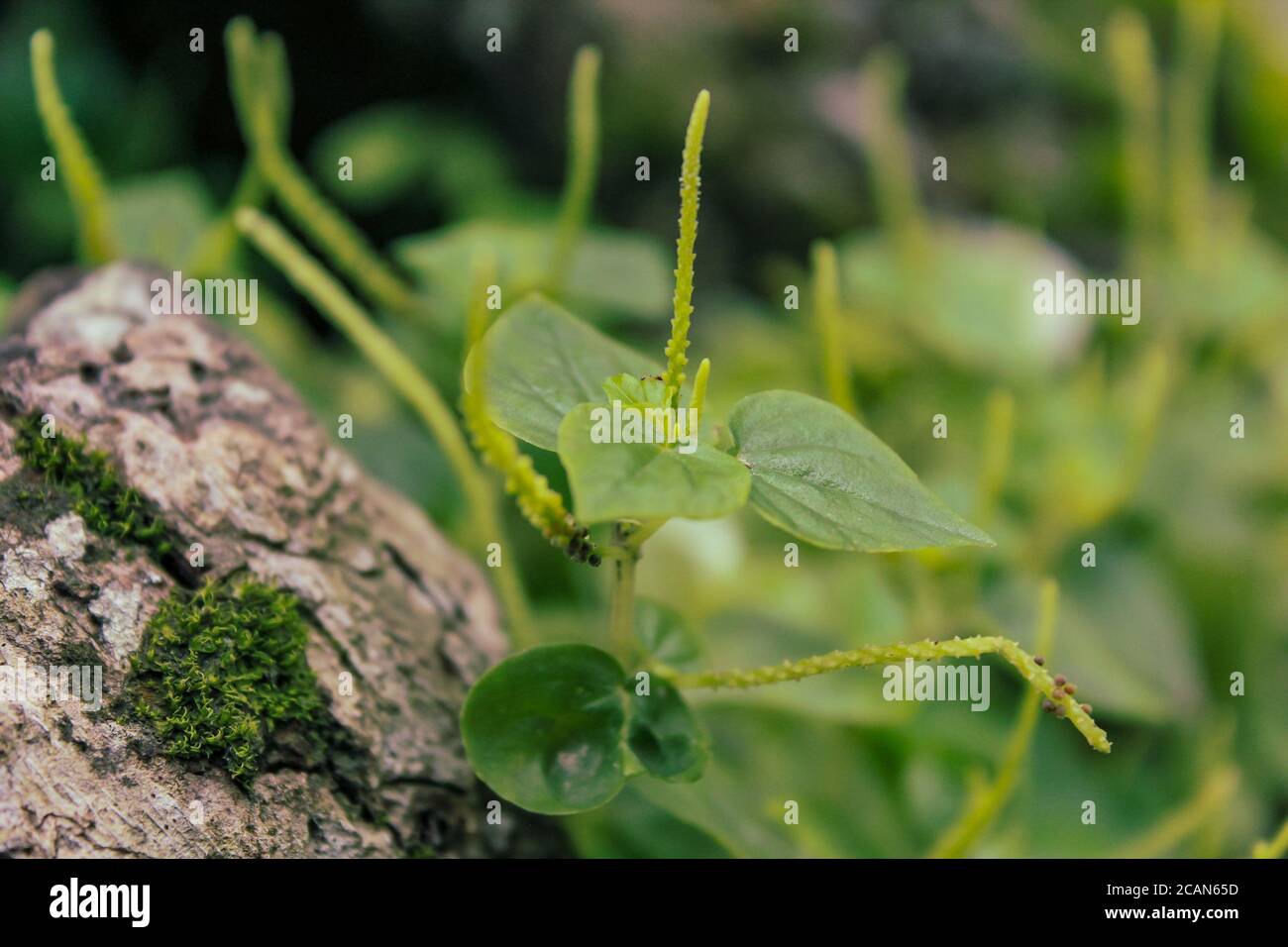Fotografia di piante erboristiche asiatiche Foto Stock