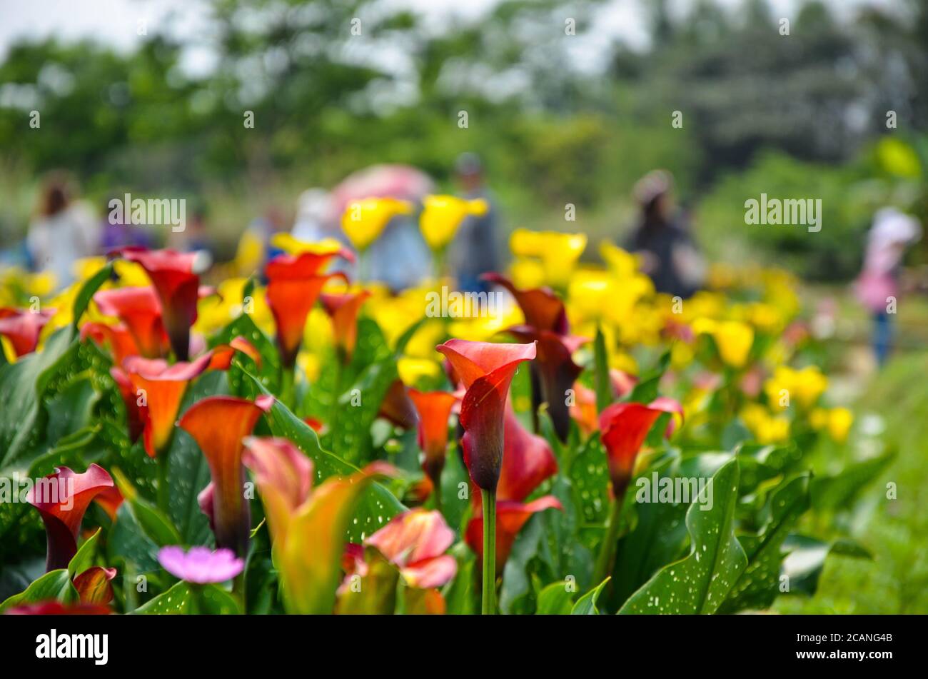 Zantedeschia aethiopica o Calla Lily in giardino. Foto Stock