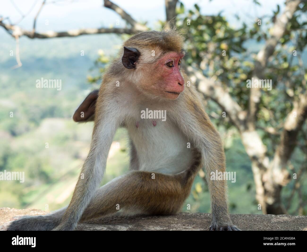 Il macaco macaca sinica è una scimmia del Vecchio mondo endemica dello Sri Lanka, conosciuta come rilewa o rilawa Foto Stock
