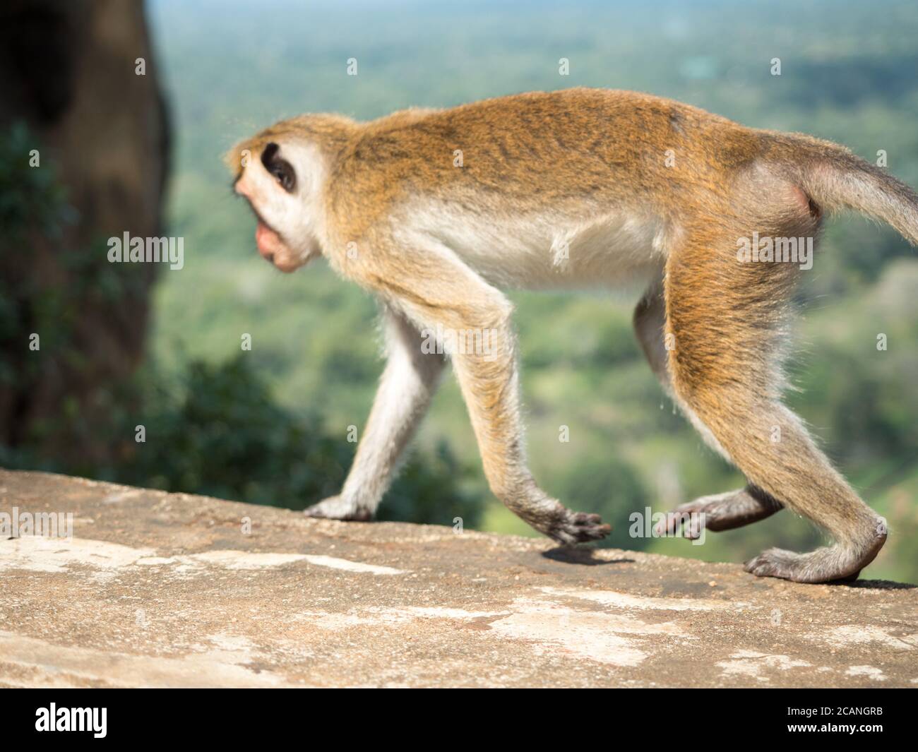 Il macaco macaca sinica è una scimmia del Vecchio mondo endemica dello Sri Lanka, conosciuta come rilewa o rilawa Foto Stock