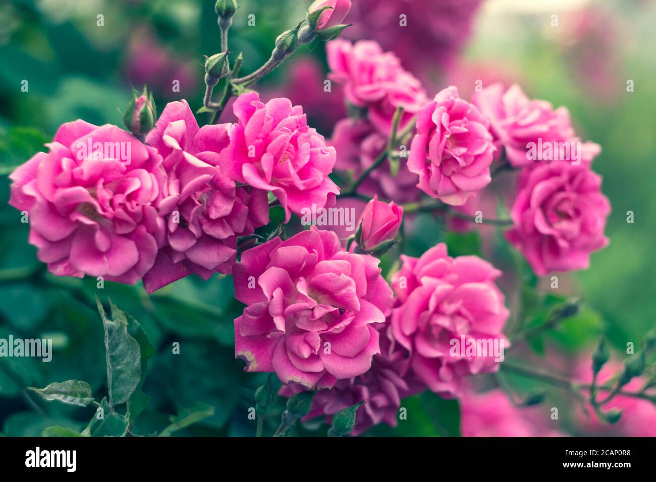 Rose da giardino, cespuglio di rose, fiori rosa in giardino, sfondi colorati della natura. Carta da parati floreale estate brillante. Siepe moderno. Decorazione floreale di t Foto Stock