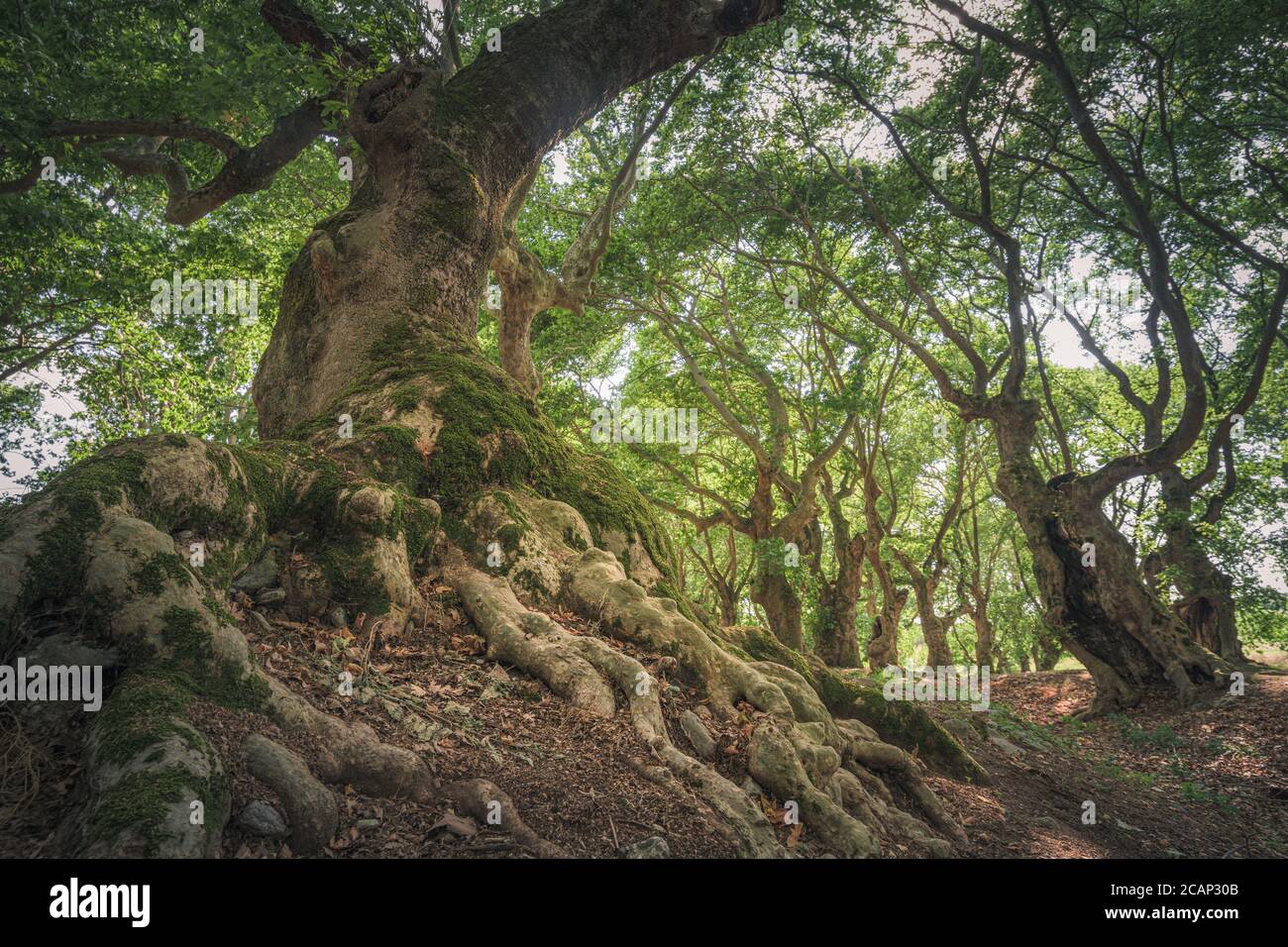 Vecchi alberi di quercia nel parco nazionale del Monte Olimpo, Grecia Foto Stock