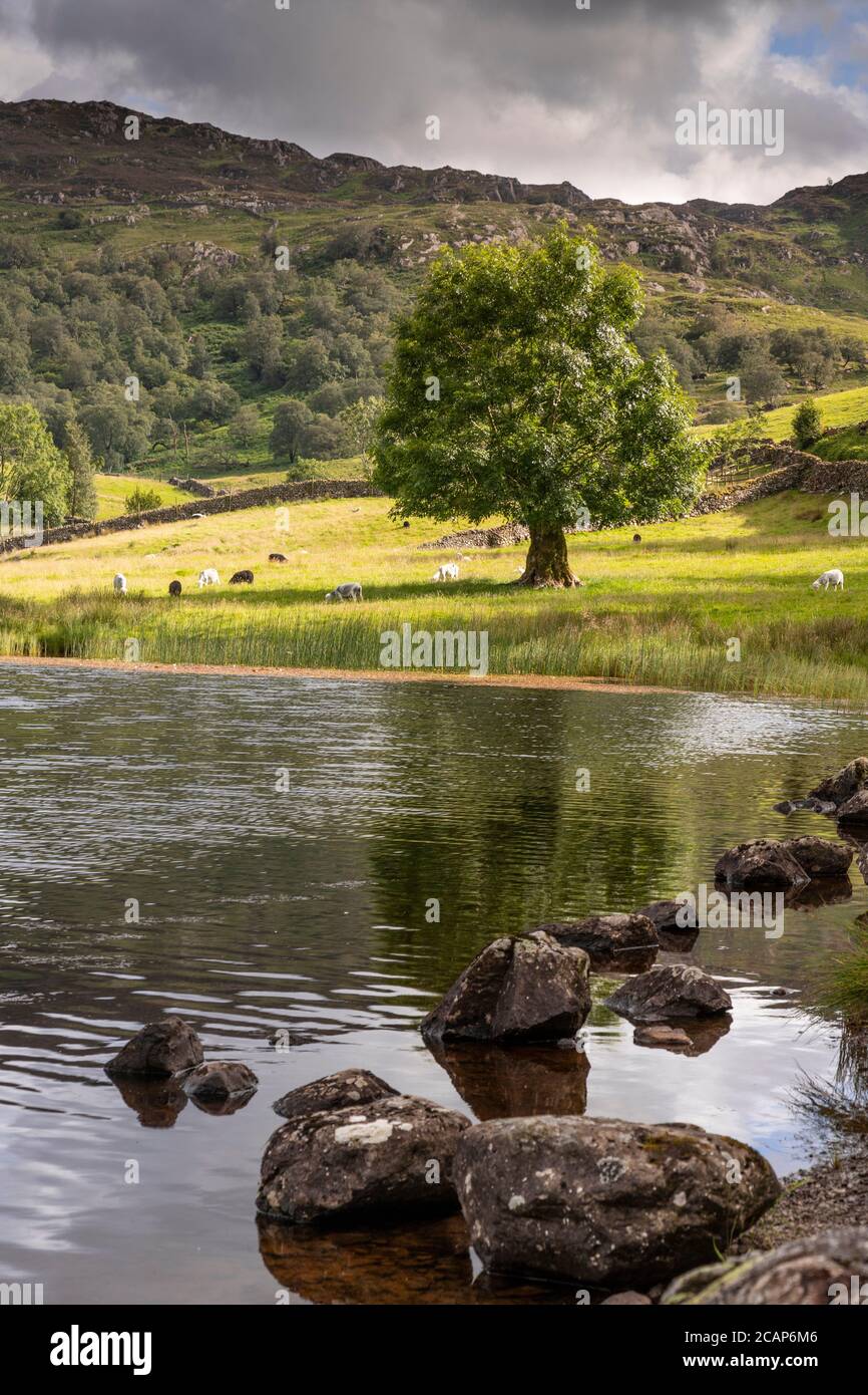 Watendlath Tarn nel Lake District, Inghilterra Foto Stock