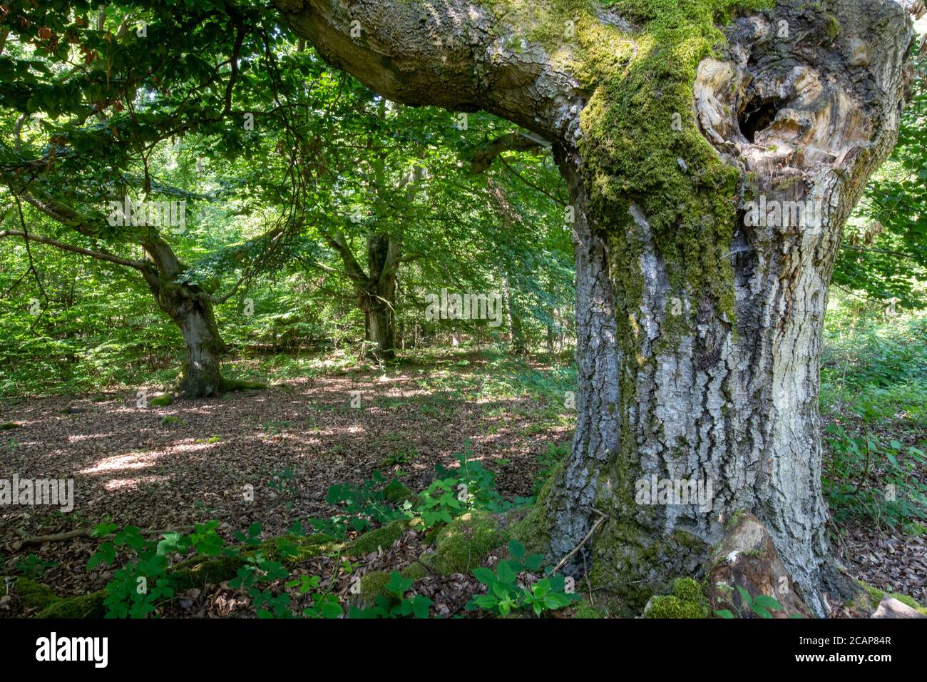 Germania. La foresta protetta di faggi di Halloh nei pressi di Kierspe è stata utilizzata per secoli come pascolo del legno Foto Stock