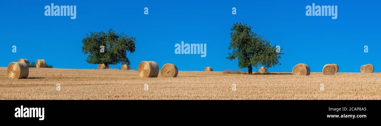 Paglia sparsa bailes tra due alberi in perfetta armonia Foto Stock