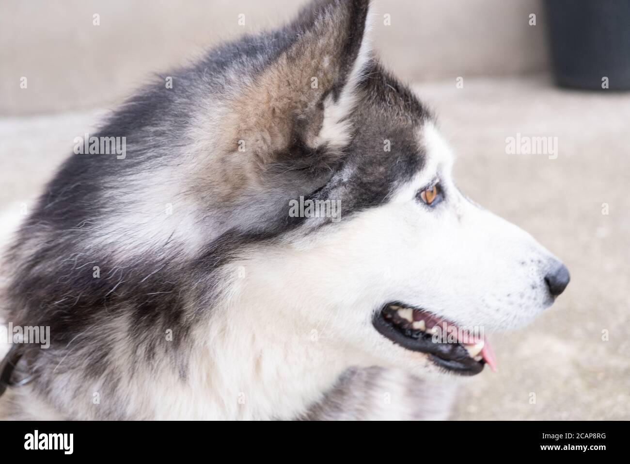 Il profilo del cane Husky non sta guardando la telecamera. In attesa di cibo Foto Stock