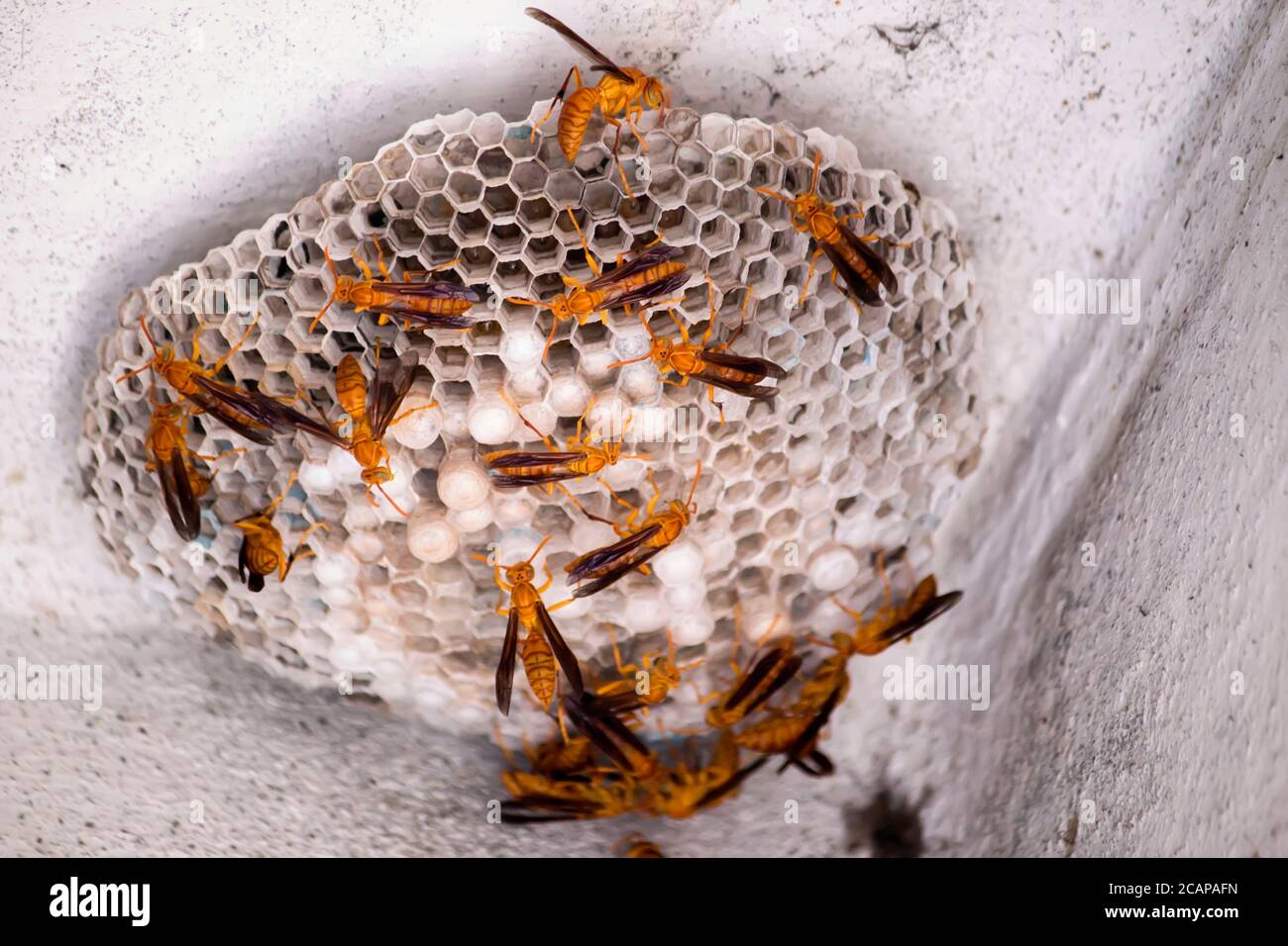 Carta Wasp costruzione nido e alimentazione larve Foto Stock