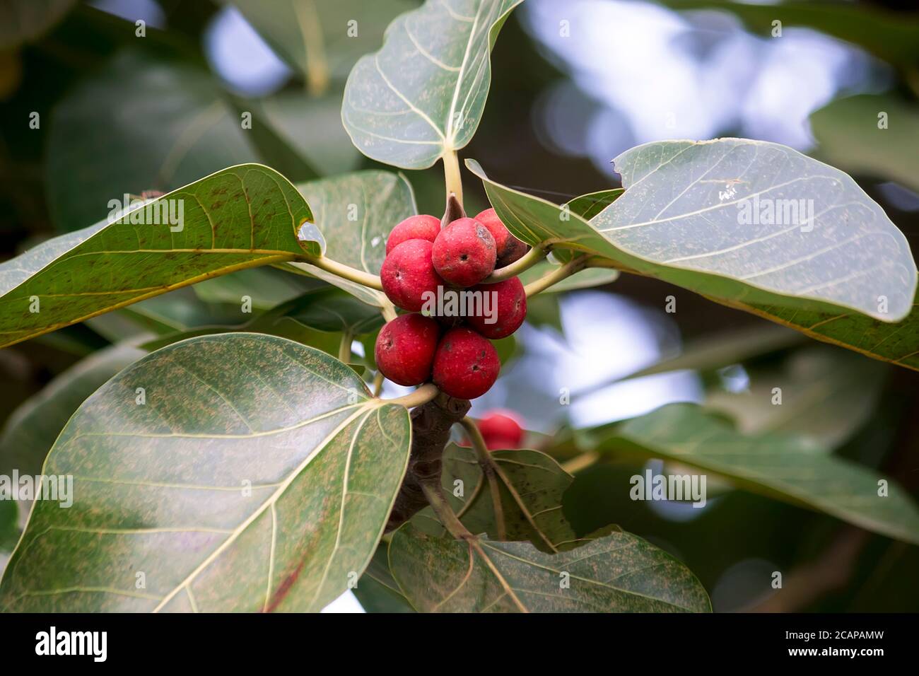 Foglie verdi di albero di Banyan con frutti rossi. Primo piano. Foto Stock