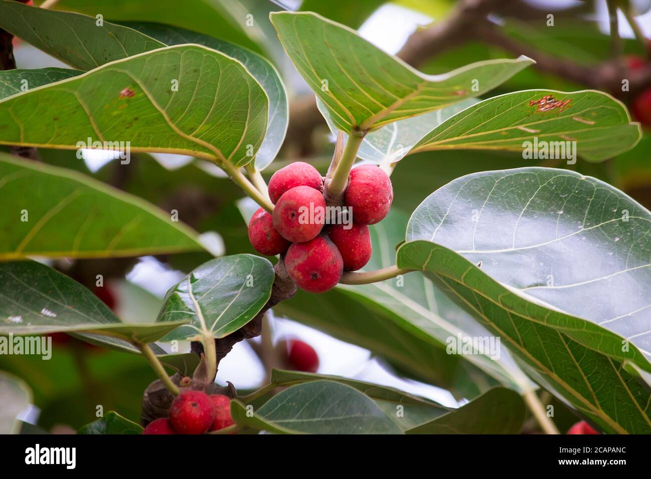 Foglie verdi di albero di Banyan con frutti rossi. Primo piano. Foto Stock