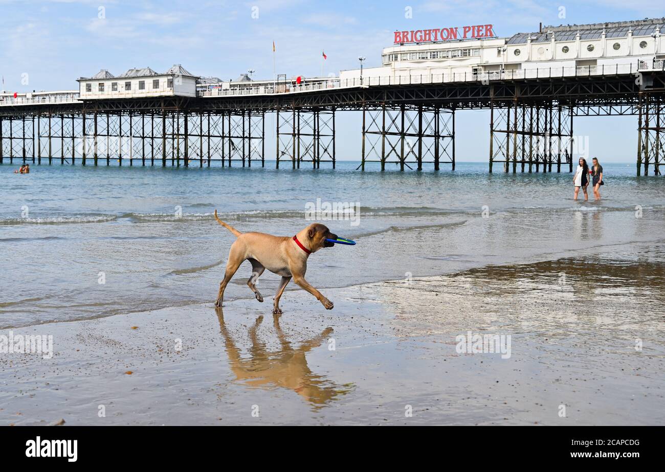 Brighton UK 8 agosto 2020 - UN cane con un frisbee gode di una passeggiata sulla spiaggia di Brighton a bassa marea su un altro giorno caldo s la temperatura è prevista per raggiungere oltre 30 gradi in alcune parti del Sud Est: Credit Simon Dack / Alamy Live News Foto Stock